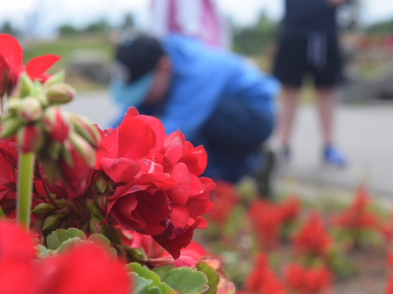 Kwiaty, które się je, i dziecko, które to lubi!